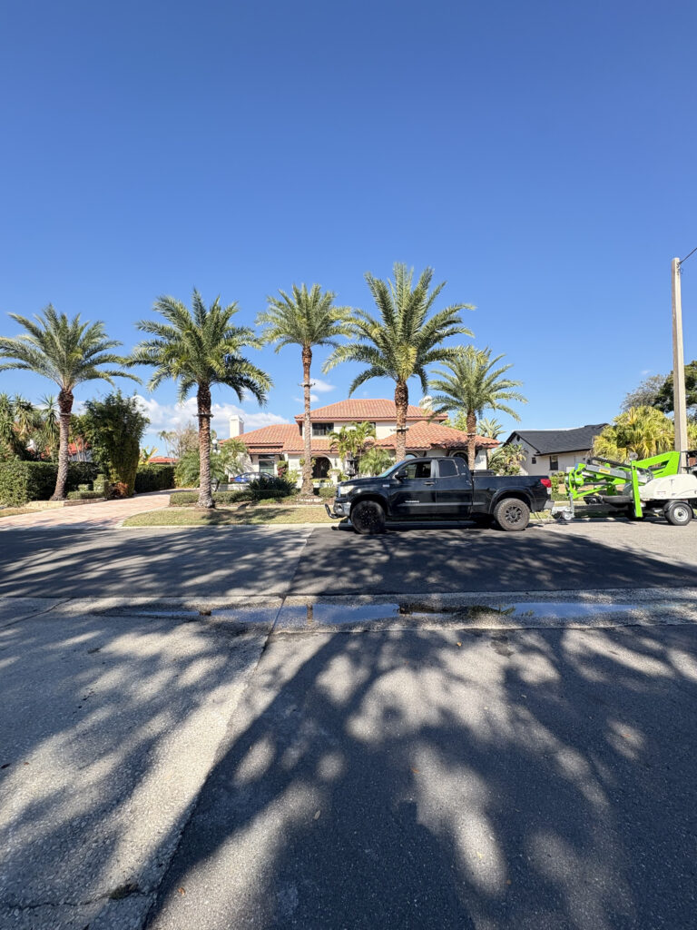 AFTERPALMTREEINSTALL