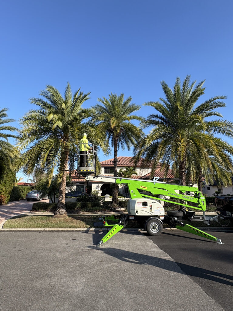 BEFOREPALMTREEINSTALL